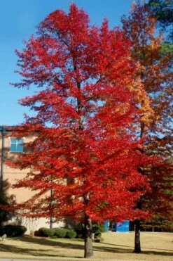 Black Gum Tupelo Tree (Nyssa Sylvatica) - 1 Gallon Pot 16 Black Gum Tupelo Tree (Nyssa Sylvatica) - 1 Gallon Pot -Plant Lover House Shop nyssa sylvatica black gum tupelo tree 3