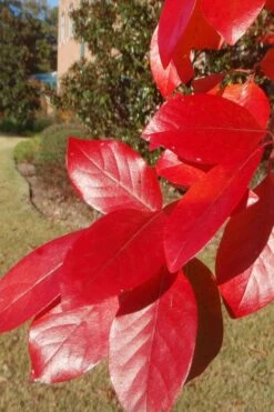 Black Gum Tupelo Tree (Nyssa Sylvatica) - 1 Gallon Pot 15 Black Gum Tupelo Tree (Nyssa Sylvatica) - 1 Gallon Pot -Plant Lover House Shop nyssa sylvatica black gum tupelo tree leaf 1