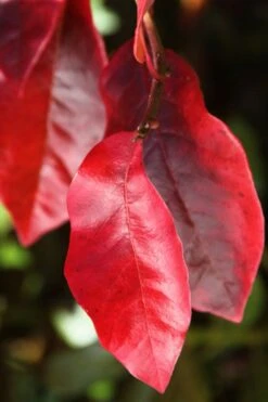 Black Gum Tupelo Tree (Nyssa Sylvatica) - 1 Gallon Pot 19 Black Gum Tupelo Tree (Nyssa Sylvatica) - 1 Gallon Pot -Plant Lover House Shop nyssa sylvatica black gum tupelo tree leaf