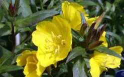 Fireworks Sundrops (Oenothera Fruticosa) - 1 Gallon Pot -Plant Lover House Shop oenothera fruticosa fireworks sundrops 12