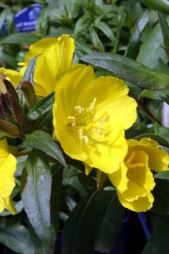 Fireworks Sundrops (Oenothera Fruticosa) - 1 Gallon Pot -Plant Lover House Shop oenothera fruticosa fireworks sundrops 13