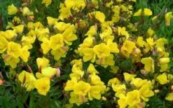 Fireworks Sundrops (Oenothera Fruticosa) - 1 Gallon Pot -Plant Lover House Shop oenothera fruticosa fireworks sundrops 16