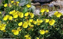 Fireworks Sundrops (Oenothera Fruticosa) - 1 Gallon Pot -Plant Lover House Shop oenothera fruticosa fireworks sundrops 17
