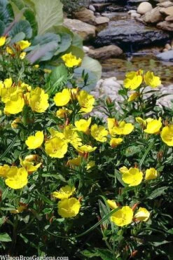 Fireworks Sundrops (Oenothera Fruticosa) - 1 Gallon Pot -Plant Lover House Shop oenothera fruticosa fireworks sundrops 18