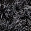 Dwarf Black Mondo Grass - 5 Pack Of Quart Pots -Plant Lover House Shop ophiopogon dwarf black mondo grass 3