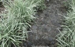 Silver Mist Mondo Grass - 6 Pack Of Pint Pots -Plant Lover House Shop ophiopogon japonicus silver20mist modo grass 4