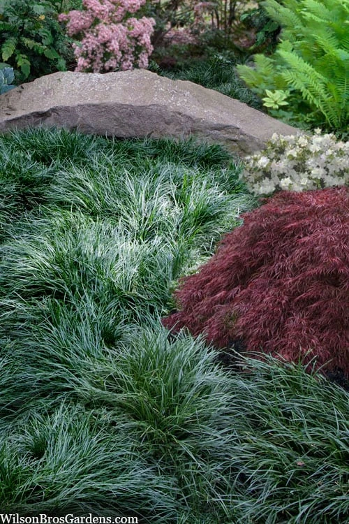 Tall Mondo Grass - 18 Count Flat Of Pint Pots 3 Tall Mondo Grass - 18 Count Flat Of Pint Pots