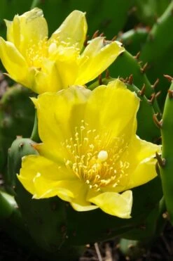 Eastern Prickly Pear Cactus (Opuntia Humifusa) - 3 Gallon Pot -Plant Lover House Shop opuntia humifusa eastern prickly pear cactus 1