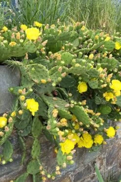 Eastern Prickly Pear Cactus (Opuntia Humifusa) - 3 Gallon Pot -Plant Lover House Shop opuntia humifusa eastern prickly pear cactus 10
