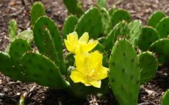 Eastern Prickly Pear Cactus (Opuntia Humifusa) - 3 Gallon Pot -Plant Lover House Shop opuntia humifusa eastern prickly pear cactus 3