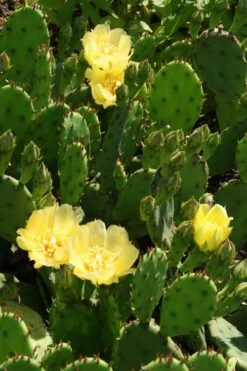 Eastern Prickly Pear Cactus (Opuntia Humifusa) - 3 Gallon Pot -Plant Lover House Shop opuntia humifusa eastern prickly pear cactus 4