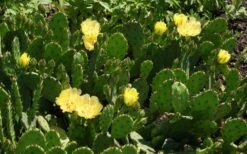 Eastern Prickly Pear Cactus (Opuntia Humifusa) - 3 Gallon Pot -Plant Lover House Shop opuntia humifusa eastern prickly pear cactus 5