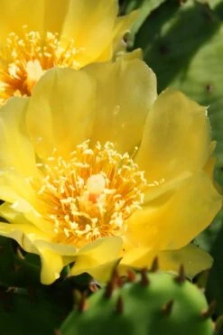 Eastern Prickly Pear Cactus (Opuntia Humifusa) - 3 Gallon Pot -Plant Lover House Shop opuntia humifusa eastern prickly pear cactus 6
