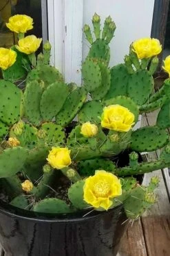 Eastern Prickly Pear Cactus (Opuntia Humifusa) - 3 Gallon Pot -Plant Lover House Shop opuntia humifusa eastern prickly pear cactus 9