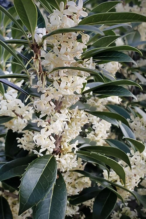Fortune's Cold Hardy Tea Olive (Fragrant Osmanthus) - 7 Gallon Pot (5-6') 3 Fortune's Cold Hardy Tea Olive (Fragrant Osmanthus) - 7 Gallon Pot (5-6')