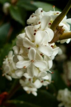 Fortune's Cold Hardy Tea Olive (Fragrant Osmanthus) - 1 Gallon Pot -Plant Lover House Shop osmanthus fortunei fragrant tea olive 2 3