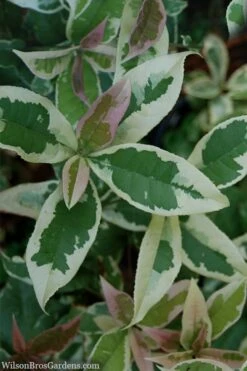 Pink Flush Variegated Tea Olive (Osmanthus Fragrans 'Yinbi Shuanghui') - Quart Pot