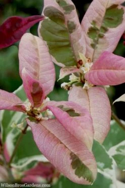 Pink Flush Variegated Tea Olive (Osmanthus Fragrans 'Yinbi Shuanghui') - Quart Pot -Plant Lover House Shop osmanthus frangrans yinbi shuangui variegated tea olive 10 4