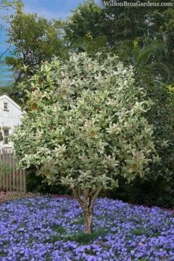 Pink Flush Variegated Tea Olive (Osmanthus Fragrans 'Yinbi Shuanghui') - 2 Gallon Pot -Plant Lover House Shop osmanthus frangrans yinbi shuangui variegated tea olive 8