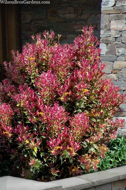 Party Lights Pink Flush Tea Olive - Osmanthus Heterophyllus - 5 Gallon Pot 3 Party Lights Pink Flush Tea Olive - Osmanthus Heterophyllus - 5 Gallon Pot