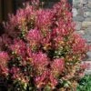 Party Lights Pink Flush Tea Olive - Osmanthus Heterophyllus - 3 Gallon Pot -Plant Lover House Shop osmanthus heterophyllus party lights tea olive 102