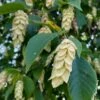American Hop Hornbeam (Ostrya Virginiana) - 3 Gallon Pot 2 American Hop Hornbeam (Ostrya Virginiana) - 3 Gallon Pot -Plant Lover House Shop ostrya virginiana hophornbeam tree 3