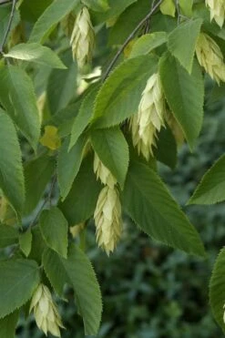 American Hop Hornbeam (Ostrya Virginiana) - 3 Gallon Pot -Plant Lover House Shop ostrya virginiana hophornbeam tree 6