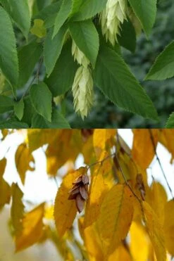 American Hop Hornbeam (Ostrya Virginiana) - 3 Gallon Pot -Plant Lover House Shop ostrya virginiana hophornbeam tree 7