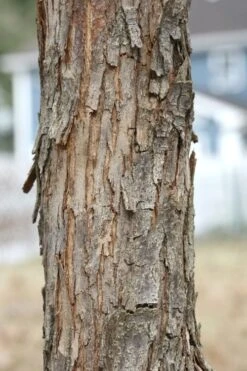 American Hop Hornbeam (Ostrya Virginiana) - 3 Gallon Pot -Plant Lover House Shop ostrya virginiana hophornbeam tree 8