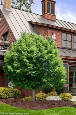 American Hop Hornbeam (Ostrya Virginiana) - 3 Gallon Pot -Plant Lover House Shop ostrya virginiana hophornbeam tree 9