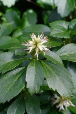 Pachysandra (Japanese Spurge) - 6 Pack Of Pint Pots -Plant Lover House Shop pachysandra terminalis japanese spurge 106