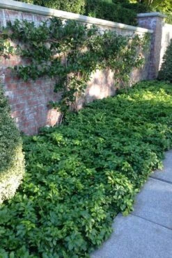 Pachysandra (Japanese Spurge) - 6 Pack Of Pint Pots -Plant Lover House Shop pachysandra terminalis japanese spurge 107