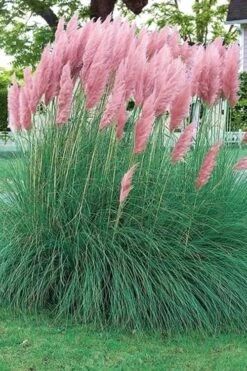 Pink Pampas Grass - 6 Pack Of 1 Gallon Pots -Plant Lover House Shop pampas grass pink 5 1