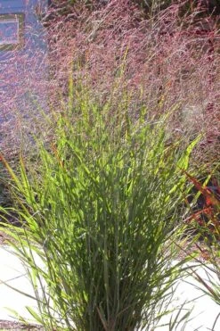 Tall Switch Grass (Panicum Virgatum) - 8 Pack Of 1 Gallon Pots -Plant Lover House Shop panicum virgatum switch grass 2 1