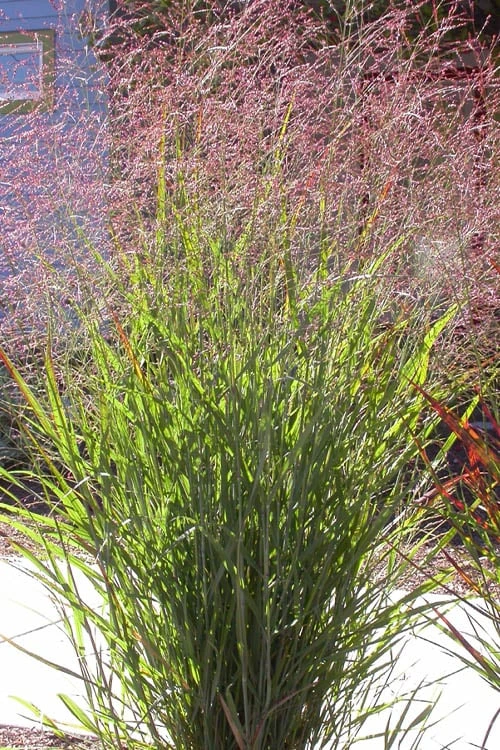 Tall Switch Grass (Panicum Virgatum) - 1 Gallon Pot 6 Tall Switch Grass (Panicum Virgatum) - 1 Gallon Pot - Image 4