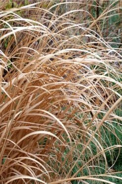 Tall Switch Grass (Panicum Virgatum) - 6 Pack Of 1 Gallon Pots -Plant Lover House Shop panicum virgatum switch grass 3 2