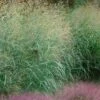 Tall Switch Grass (Panicum Virgatum) - 8 Pack Of 1 Gallon Pots -Plant Lover House Shop panicum virgatum switch grass 4 1