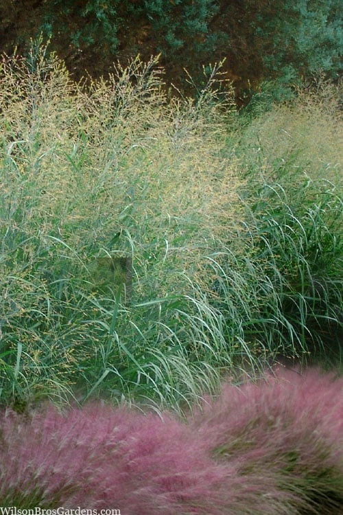 Tall Switch Grass (Panicum Virgatum) - 1 Gallon Pot 3 Tall Switch Grass (Panicum Virgatum) - 1 Gallon Pot