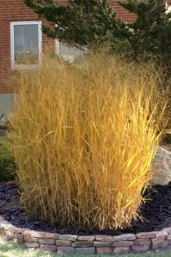Tall Switch Grass (Panicum Virgatum) - 8 Pack Of 1 Gallon Pots -Plant Lover House Shop panicum virgatum tall switch grass 10 1