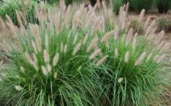 Etouffee Hardy Fountain Grass (Pennisetum Alopecuroides) - 1 Gallon Pot 9 Etouffee Hardy Fountain Grass (Pennisetum Alopecuroides) - 1 Gallon Pot -Plant Lover House Shop pennisetum alopecuroides etouffee fountain grass 4