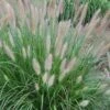 Etouffee Hardy Fountain Grass (Pennisetum Alopecuroides) - 1 Gallon Pot -Plant Lover House Shop pennisetum alopecuroides etouffee fountain grass 6