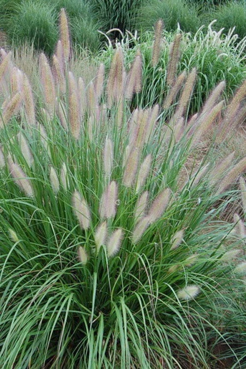 Etouffee Hardy Fountain Grass (Pennisetum Alopecuroides) - 1 Gallon Pot 3 Etouffee Hardy Fountain Grass (Pennisetum Alopecuroides) - 1 Gallon Pot
