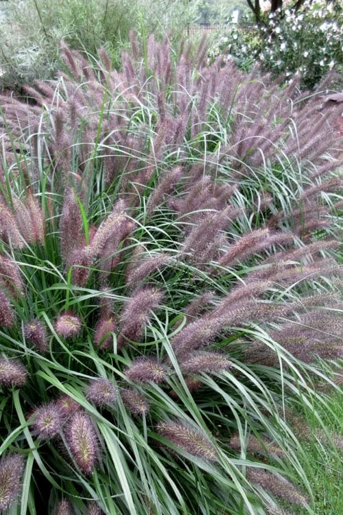 Black Fountain Grass - Pennisetum Alopecuroides 'Moudry' - 3 Gallon Pot 3 Black Fountain Grass - Pennisetum Alopecuroides 'Moudry' - 3 Gallon Pot
