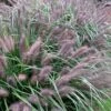 Black Fountain Grass (Pennisetum Alopecuroides 'Moudry') - 1 Gallon Pot