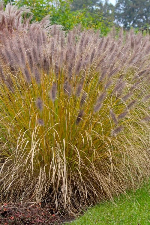 Black Fountain Grass - Pennisetum Alopecuroides 'Moudry' - 3 Gallon Pot 8 Black Fountain Grass - Pennisetum Alopecuroides 'Moudry' - 3 Gallon Pot - Image 6