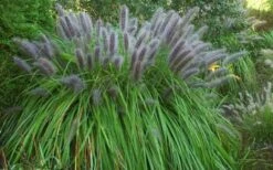 Black Fountain Grass - Pennisetum Alopecuroides 'Moudry' - 3 Gallon Pot 14 Black Fountain Grass - Pennisetum Alopecuroides 'Moudry' - 3 Gallon Pot -Plant Lover House Shop pennisetum alopecuroides moudry black fountain grass 13 1