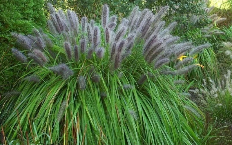 Black Fountain Grass - Pennisetum Alopecuroides 'Moudry' - 3 Gallon Pot 7 Black Fountain Grass - Pennisetum Alopecuroides 'Moudry' - 3 Gallon Pot - Image 5