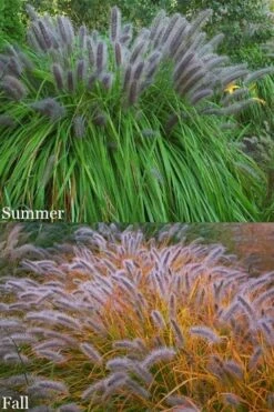 Black Fountain Grass (Pennisetum Alopecuroides 'Moudry') - 1 Gallon Pot -Plant Lover House Shop pennisetum alopecuroides moudry black fountain grass 15