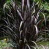 First Knight Fountain Grass (Pennisetum) - 3 Gallon Pot -Plant Lover House Shop pennisetum first knight 5