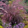 Purple Fountain Grass (Pennisetum Rubrum) - 1 Gallon Pot -Plant Lover House Shop pennisetum rubrum purple fountain grass 103 2